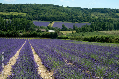 Lavender fields in the Kent countryside.