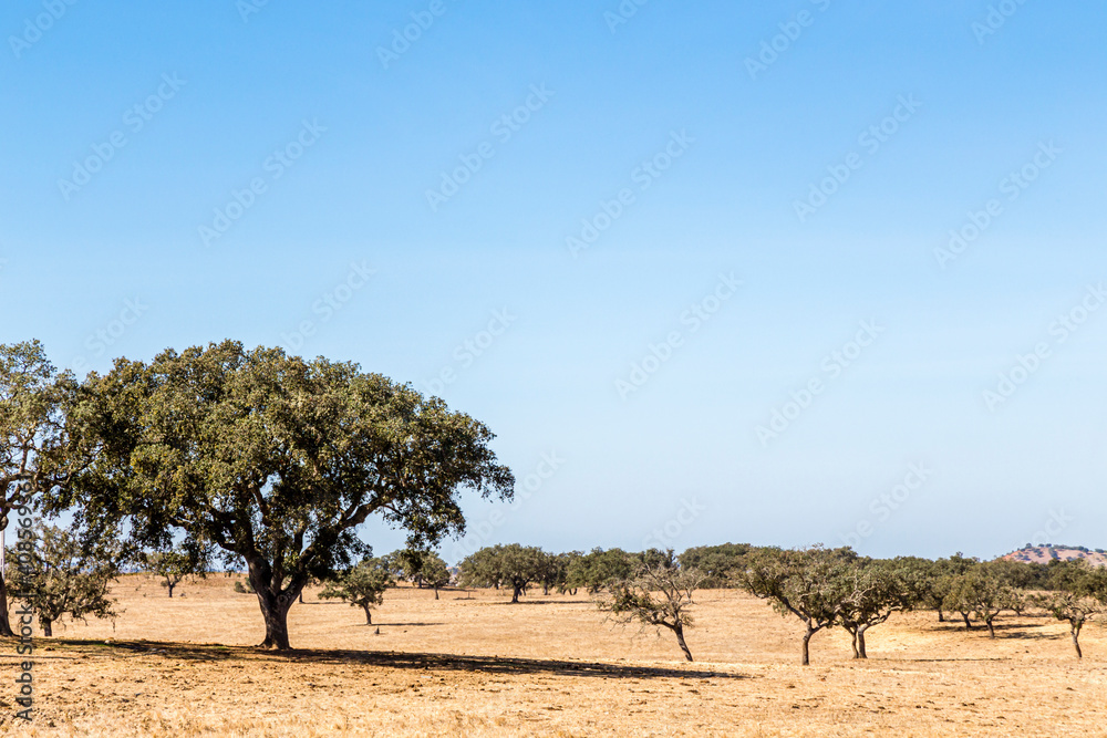 landscape in the Alentejo, Portugal