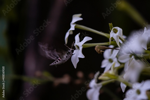 Sphinx moth Agrius convolvuli on the queen of the night Nicotiana Sylvestris photo