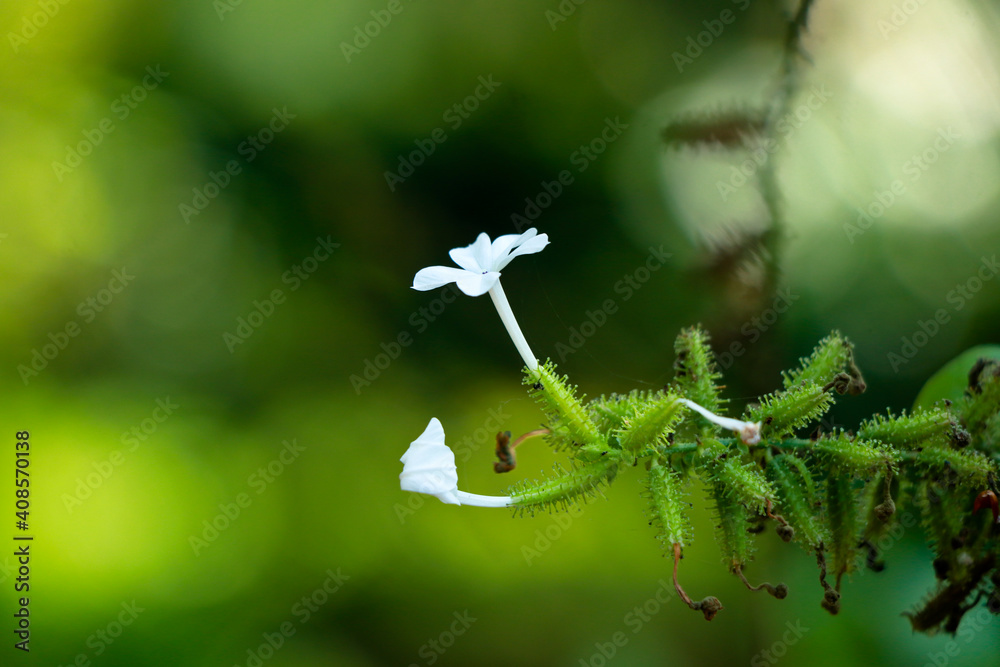 White color flowers of Ceylon leadwork or Plumbago zeylanica Stock