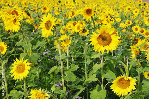 Sunflower field in Baden-Wurttemberg, Germany photo