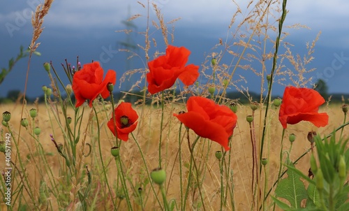 Mohnblumen am Feld