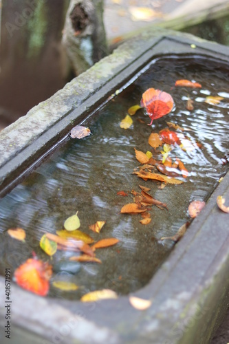 autumn leaves in water