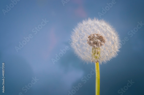 dandelion seed with a dark blue sky