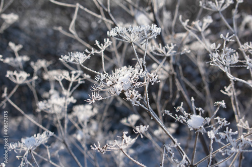 Grass inflorescence covered with snow and ice © KMimages