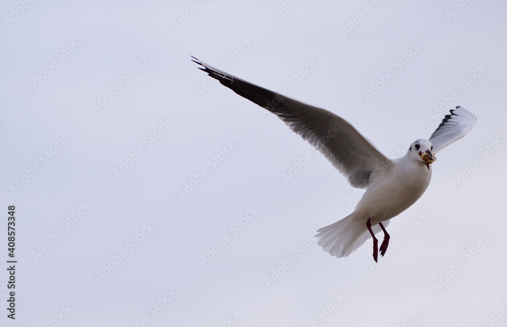 The seagull grabbed a piece of bread and ran away The seagull grabbed a piece of bread and ran away