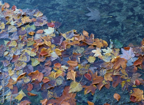 Herbstblätter im Wasser