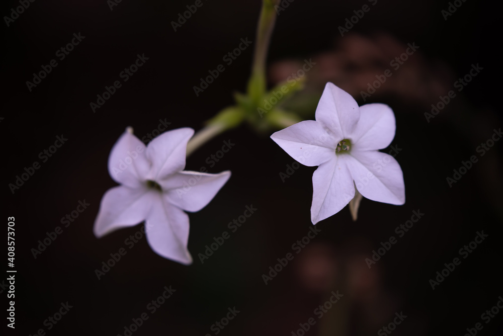 the queen of the night flower. Nicotiana alata night plant in the garden the queen of the night flower. Nicotiana alata night plant in the garden