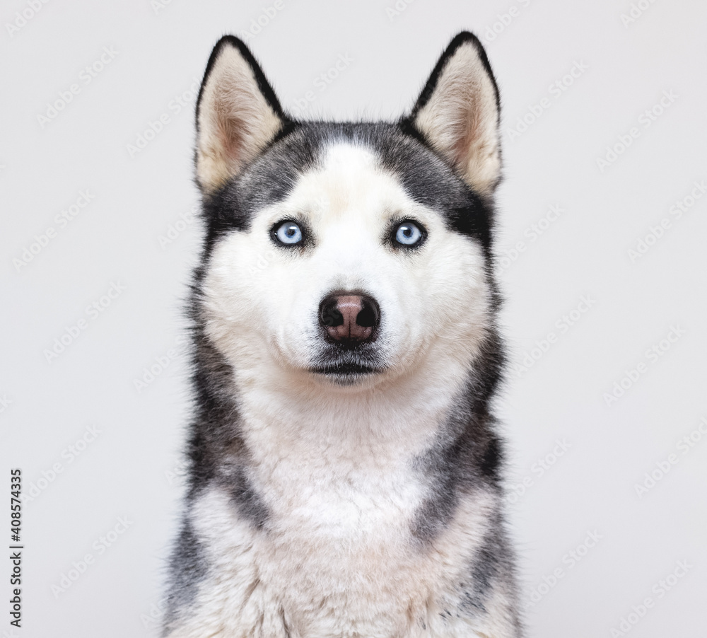 Siberian husky portrait on a grey background Siberian husky portrait on a grey background