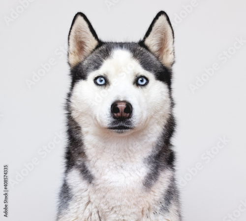 Siberian husky portrait on a grey background