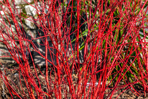 Fotografie Cornus alba 'Sibirica' shrub with crimson red stems in winter and red leaves in