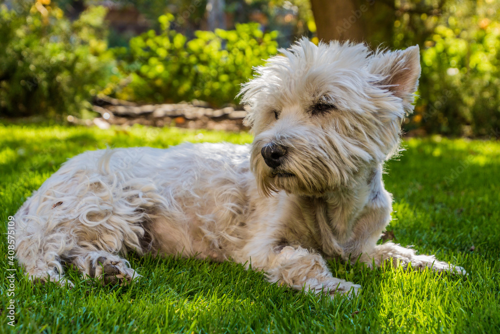 Portrait of a West Highland White Terrier