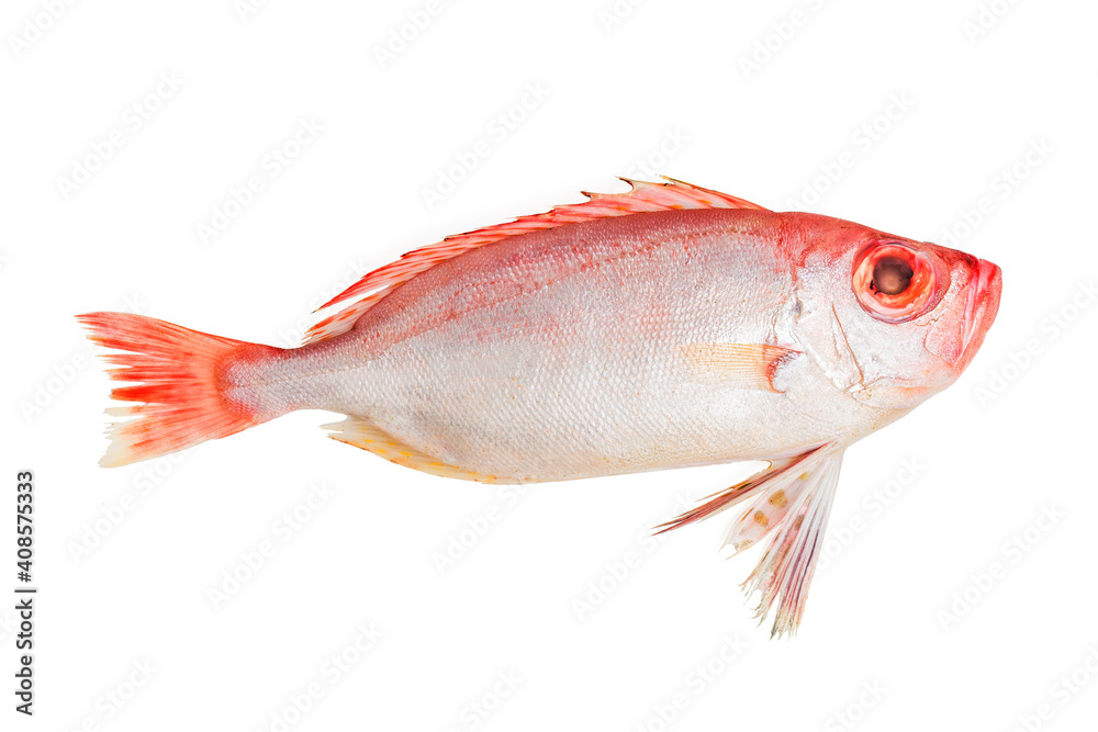 red bigeye fish (1) red bigeye fish (1)
