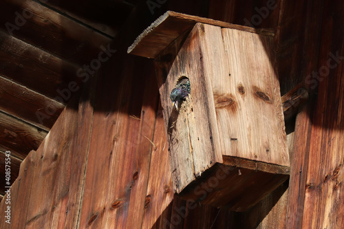 Frühjahrsputz im Starenhaus
