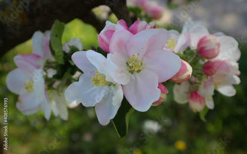 Apfelblüte nah nahaufnahme