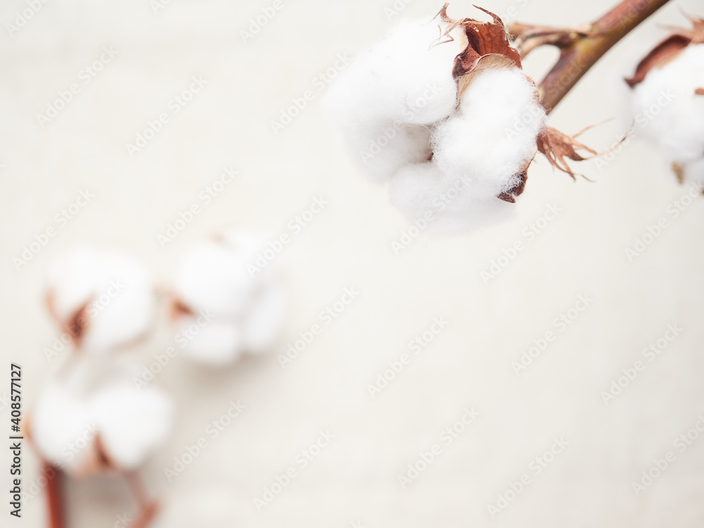 cotton blossom close-up view,background out of focus cotton blossom close-up view,background out of focus