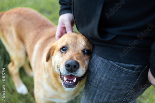 Portrait of an adorable happy dog being petted by a man's hand in a green park