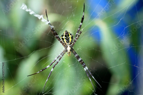 close up of spider on housing net