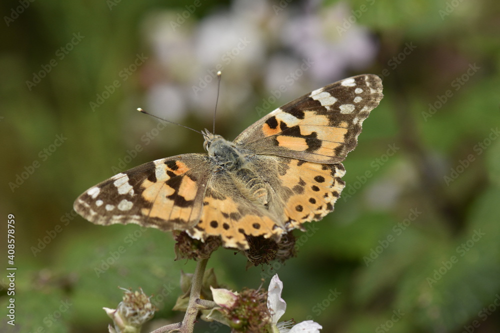 Obraz premium Vanessa cardui butterfly into the forest at Galicia, Spain 07-14-2019