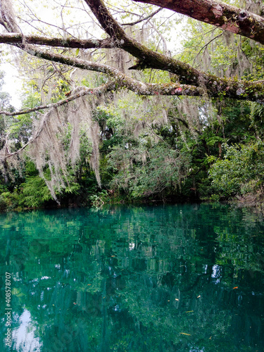 Florida Springs and Mossy Trees