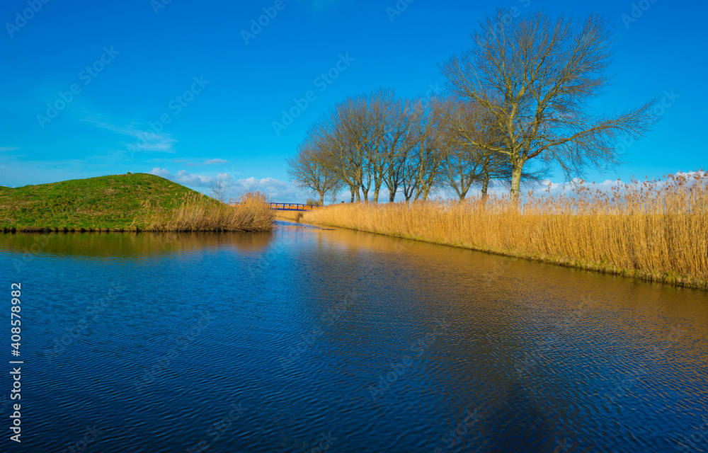 Reedy edge of a canal in a green grassy landscape in wetland in sunlight under a blue sky in winter, Almere, Flevoland, Netherlands, January 24, 2021