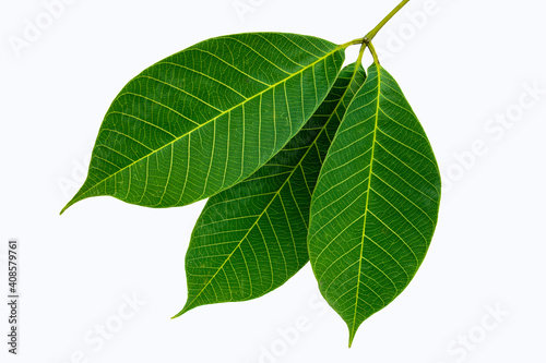 Green rubber leaves on a beautiful patterned isolated background