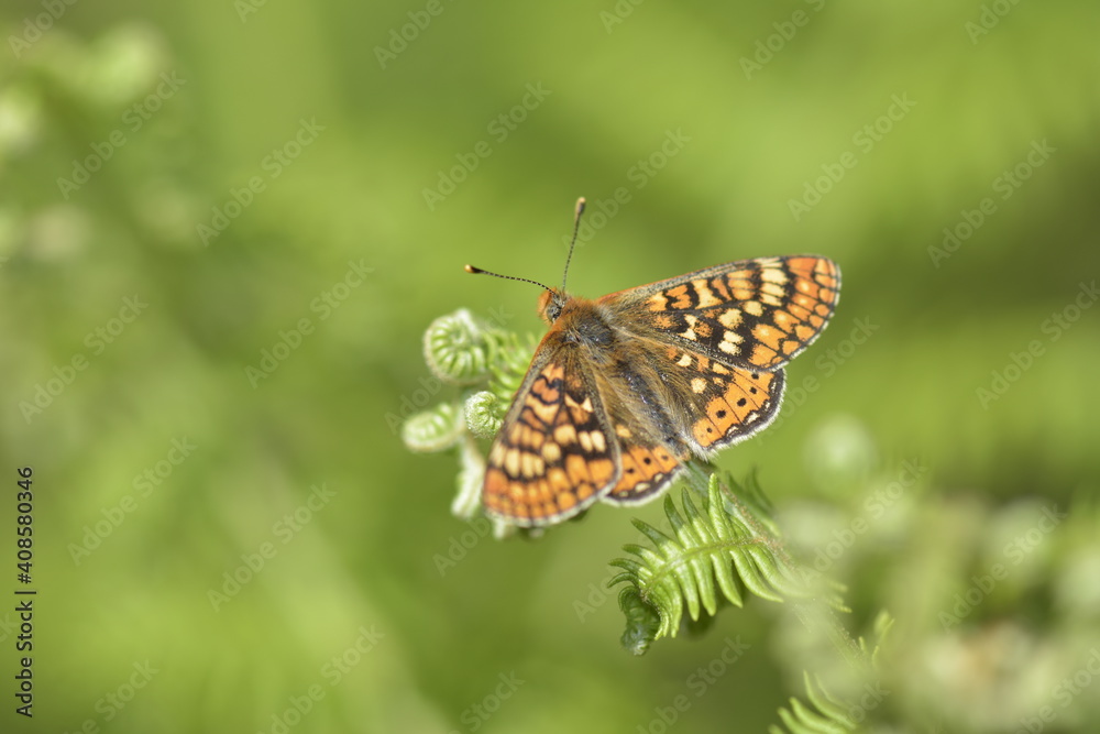 Ochlodes venata butterfly into the forest at Guadalajara, Spain 05-19-2020 Ochlodes venata butterfly into the forest at Guadalajara, Spain 05-19-2020