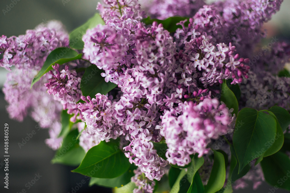 Purple branch of lilac in a white kitchen. Lilac flowers and leaves. Clusters of small flowers. Postcard. Cover. Women's day. Mother's day.