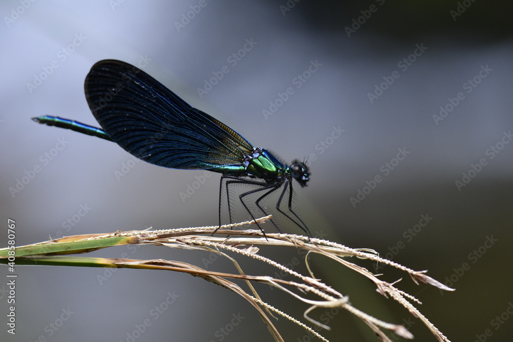 Calopteryx virgo male dragonfly on a little mountain creek at Galicia, Spain Calopteryx virgo male dragonfly on a little mountain creek at Galicia, Spain