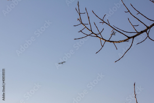 birds in flight in the blue sky 