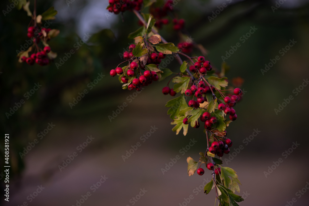 shrub of crataegus monogyna. hawthorn during ripening. natural medicinal plant