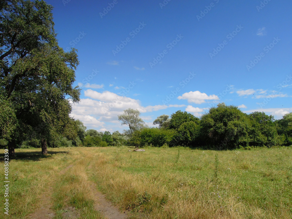 Russian summer landscape with trees and sky Russian summer landscape with trees and sky