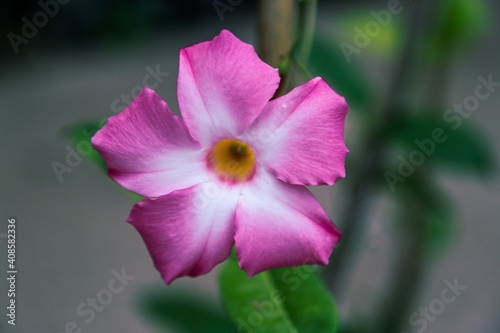 close up of a flower