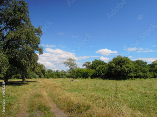 Russian summer landscape with trees and sky