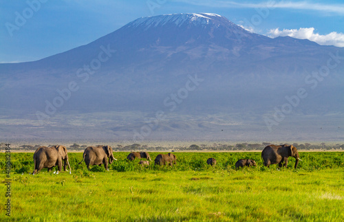 African elephant family in front of Mount Kilimanjaro, African's highest mountain, with atmospheric heat haze banding. Group on green grasslands of Amboseli National Park, Kenya, Africa photo
