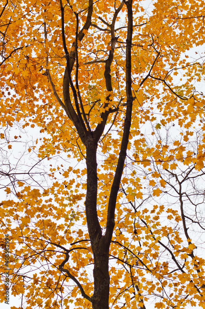 582-42 Backlit Maple Tree 582-42 Backlit Maple Tree