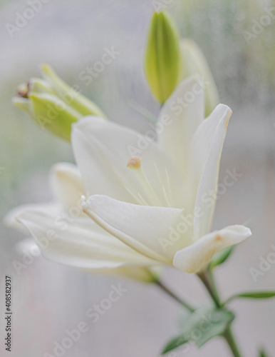 White Flower Blooming