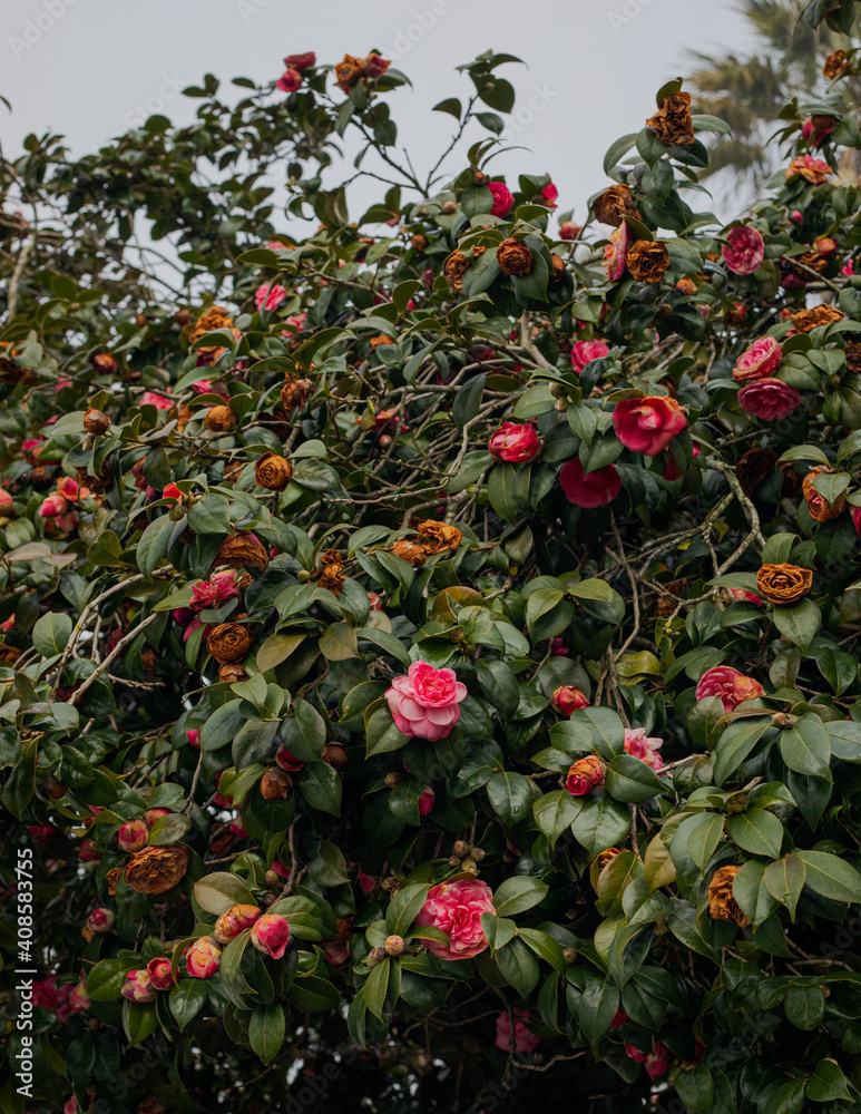 Camellia Flower Tree
