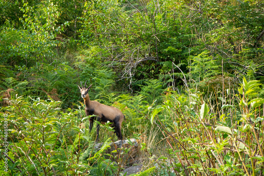 Obraz premium Animal wildlife: A curious chamoix in Val Grande National Park