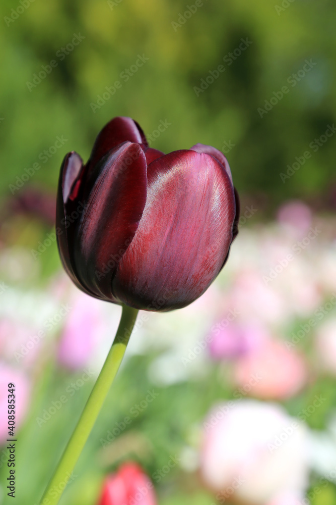 Fototapeta premium Blühende Tulpe im Frühling