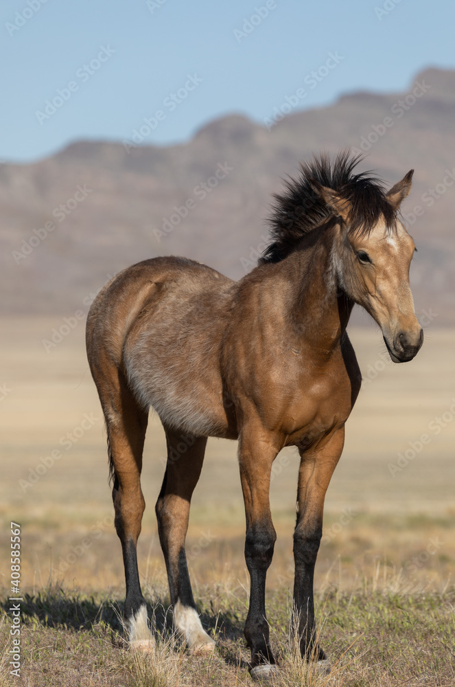 Wild Horse in the Utah Desert in Spring Wild Horse in the Utah Desert in Spring