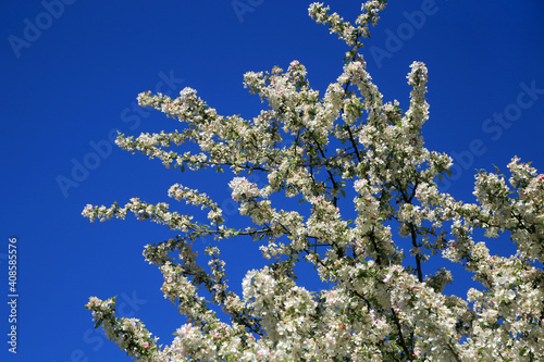 Blütezeit im Frühling