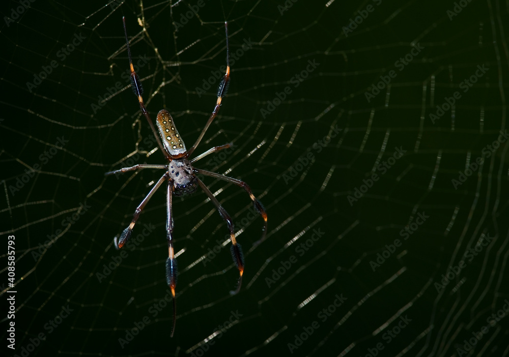 spider on the web spider on the web