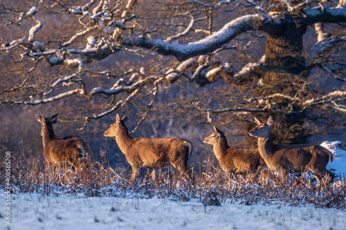 Female Red Deer photo