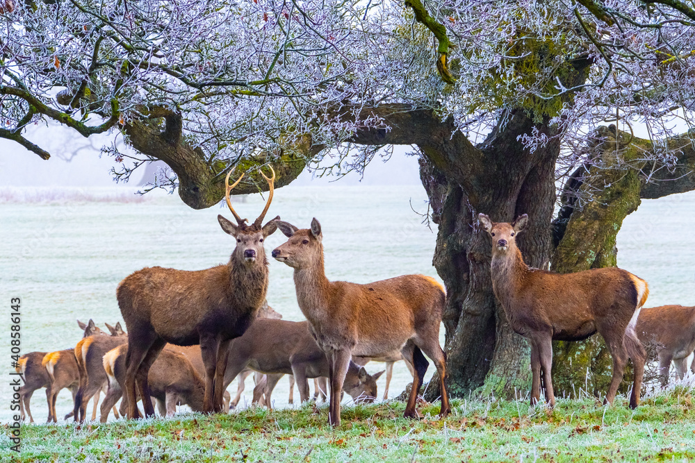 Obraz premium Red Deer Herd