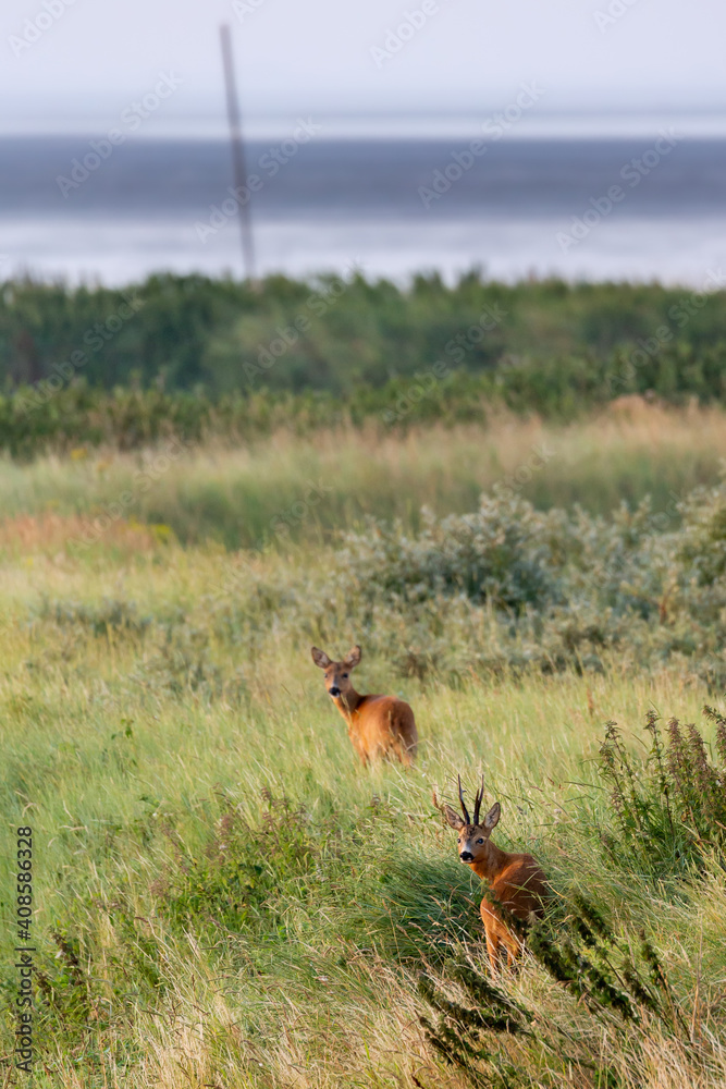European roe deer (Capreolus capreolus) on the East Frisian island Juist, Germany. European roe deer (Capreolus capreolus) on the East Frisian island Juist, Germany.