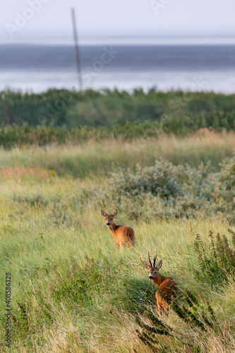 European roe deer (Capreolus capreolus) on the East Frisian island Juist, Germany.