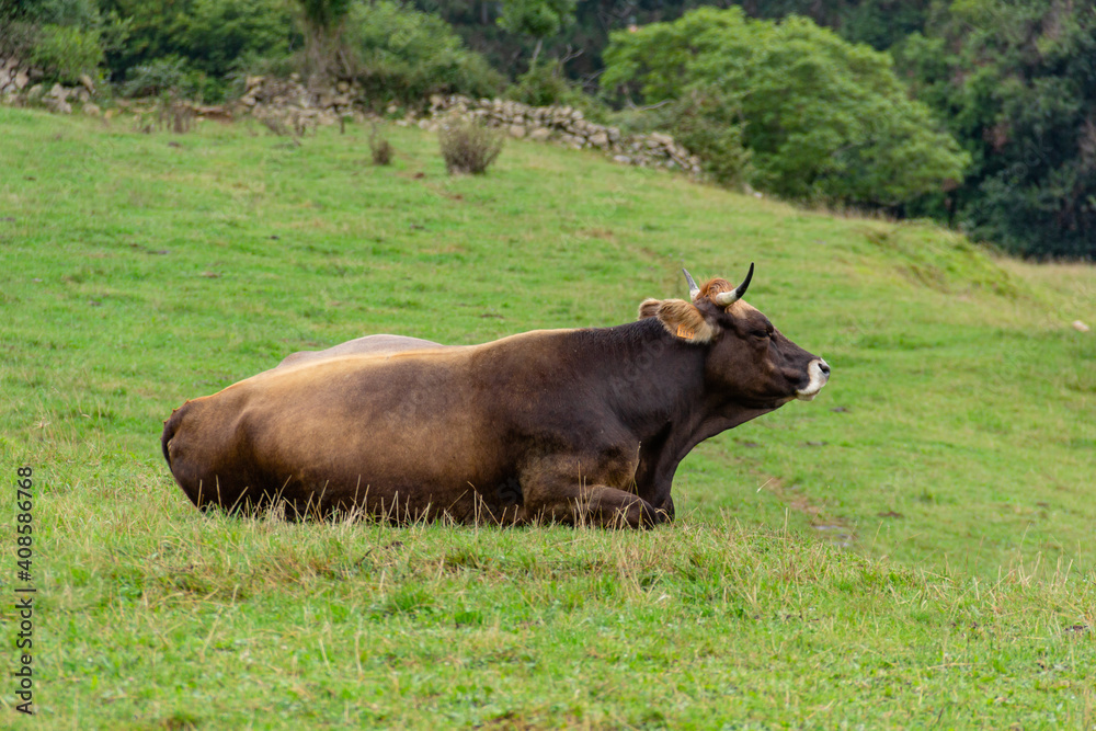 Purebred cow resting on the green wild meadow Purebred cow resting on the green wild meadow