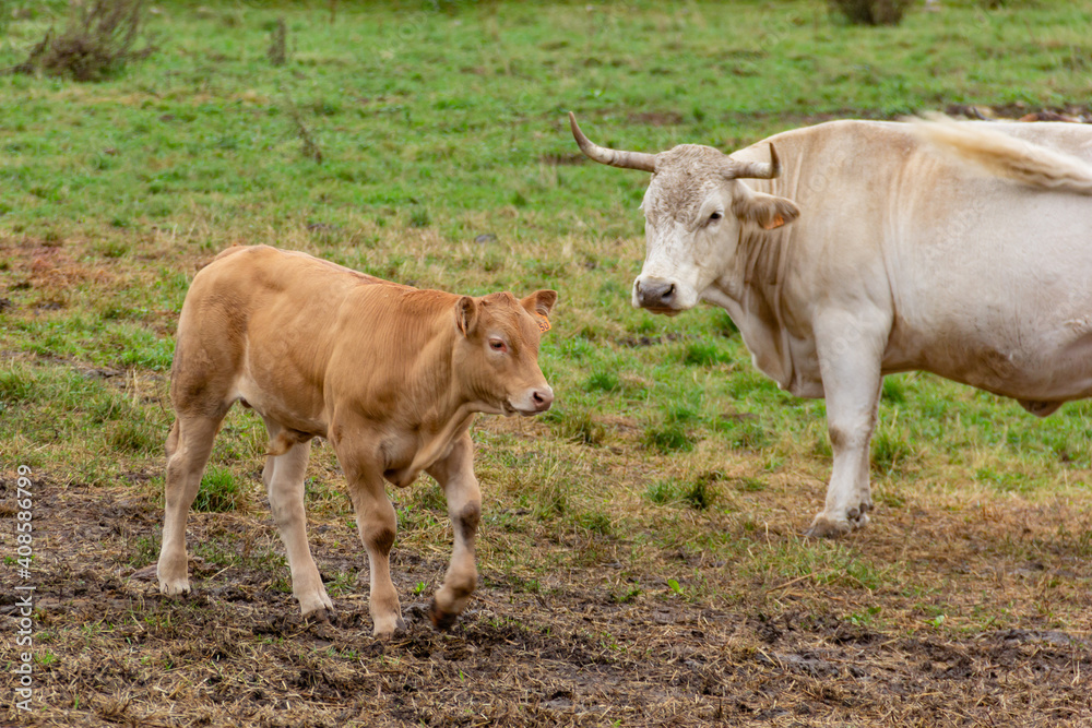 Cow and calf together in green pastures on a farm Cow and calf together in green pastures on a farm