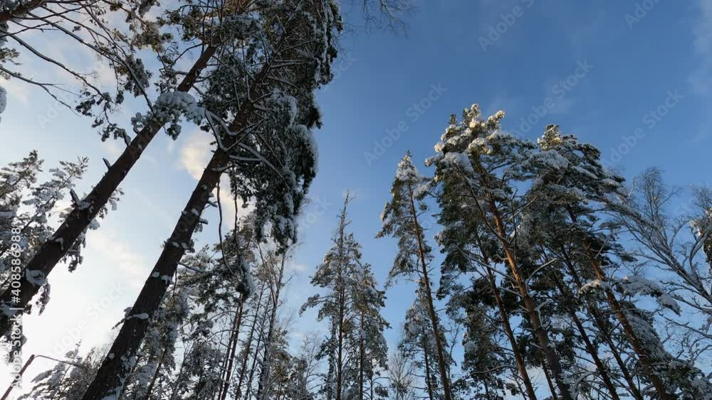 Tall snow covered pine trees in winter, low angle time lapse Tall snow covered pine trees in winter, low angle time lapse